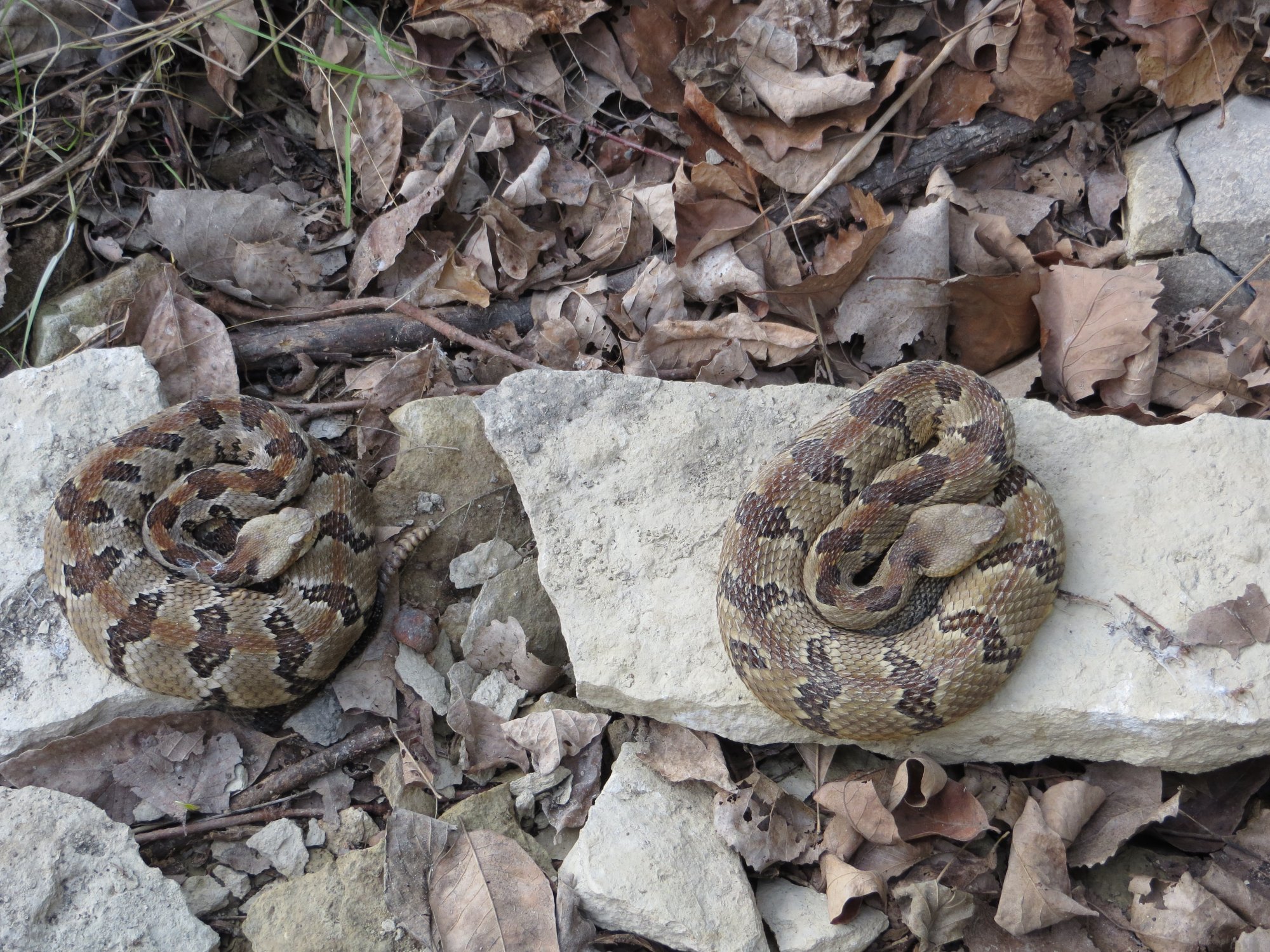 Timber Rattlesnake (Crotalus horridus) Reptiles and Amphibians of Iowa