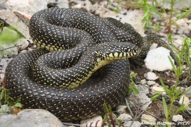 Lampropeltis getula holbrooki Alchetron, the free social encyclopedia