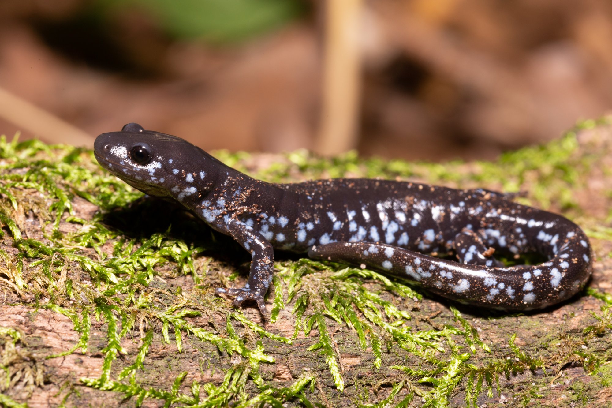 Bluespotted Salamander (Ambystoma laterale) Reptiles and Amphibians